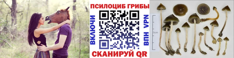 Галлюциногенные грибы ЛСД  Тында 